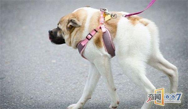 梦见猪狗生崽
