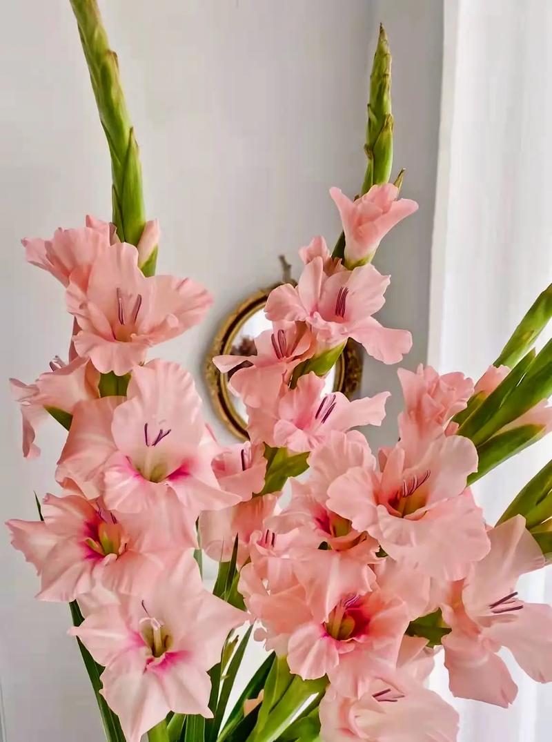 剑兰花语