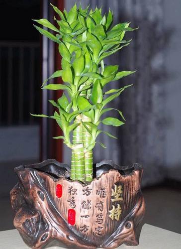生财有道:家居招财的植物有哪些