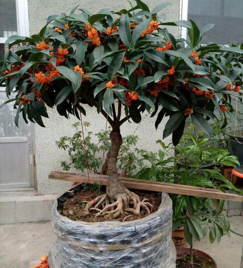 桂花树庭院种植风水
