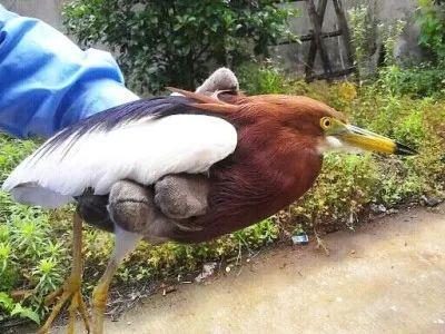 梦见丢了一只鸟