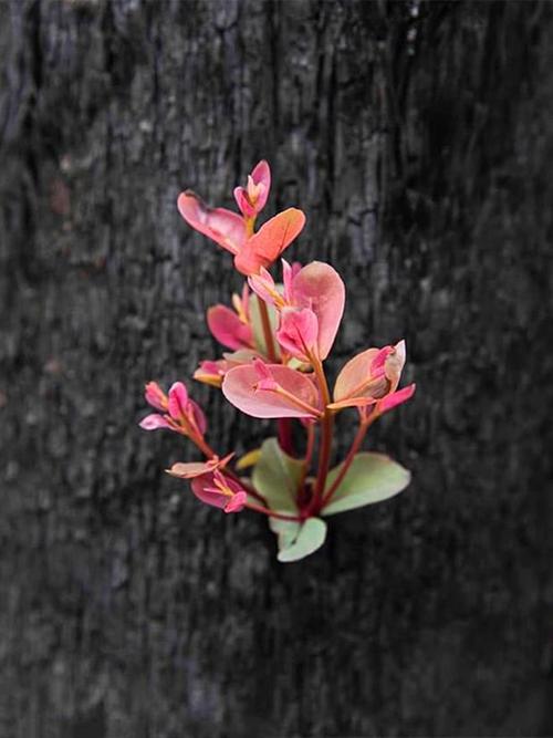 梦见枯木发芽