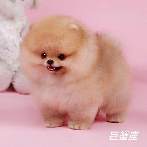 白羊座最适合养什么狗狗