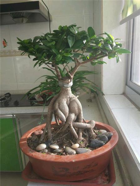 非洲菊及人参榕各有何风水作用?