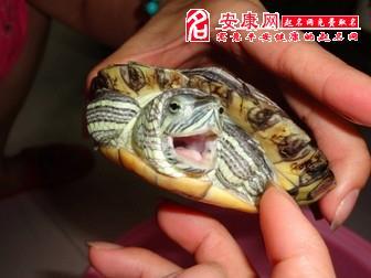 梦见被龟咬