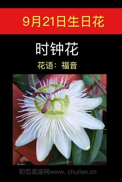 9月21日花语:时钟花,生日花语福音