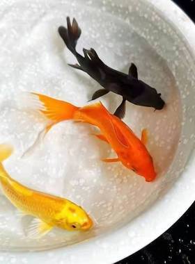 风水鱼有什么品种适合家养?