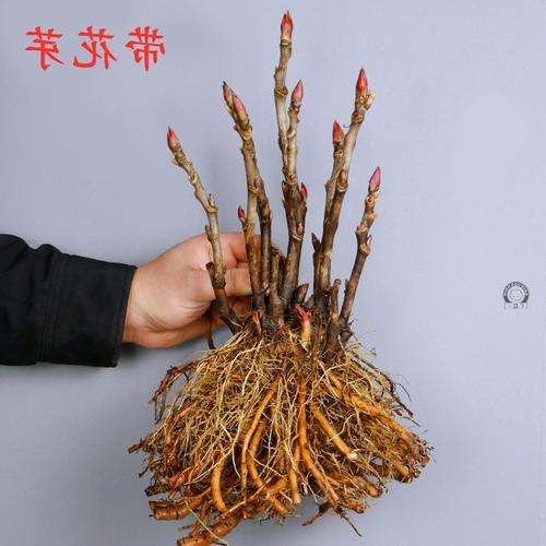 梦见牡丹花根