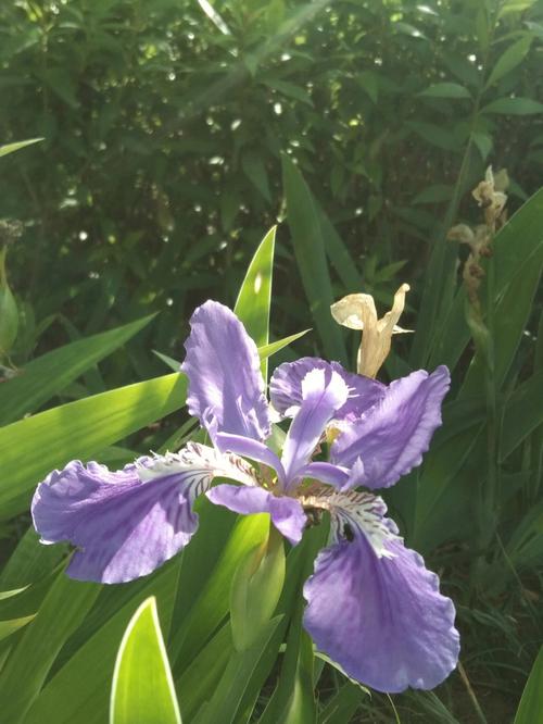 梦见风吹花落是什么意思