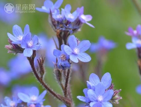 6月21日生日花语:牛舌草