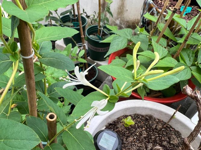 家里栽金银花不吉利吗
