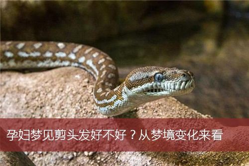 梦见蛇被剪掉了头