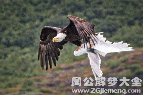 梦见被鹰啄