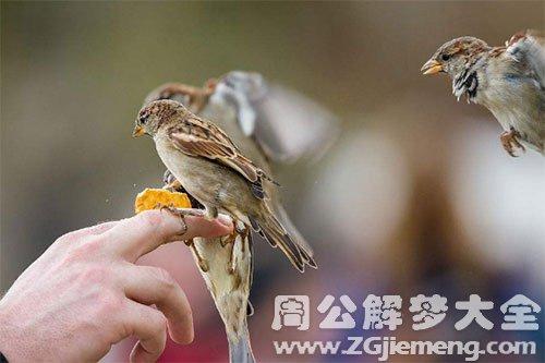 梦见自己逮了一只麻雀