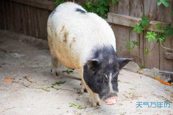 83年猪45岁是什么年