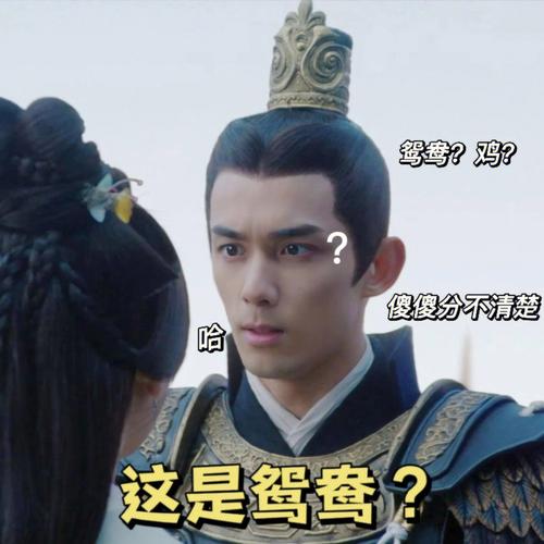 属兔人最爱看什么电视剧?