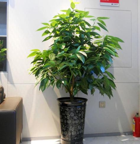 发财树放阳台好吗?阳台的风水作用