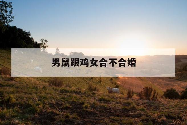 老鼠和鸡配夫妻可以吗