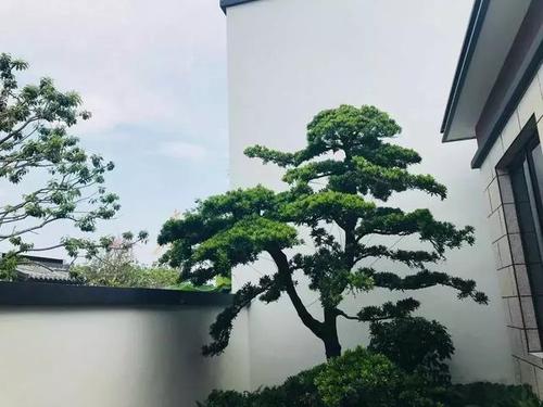 院子里种什么树招财?种树的位置千万别弄错!