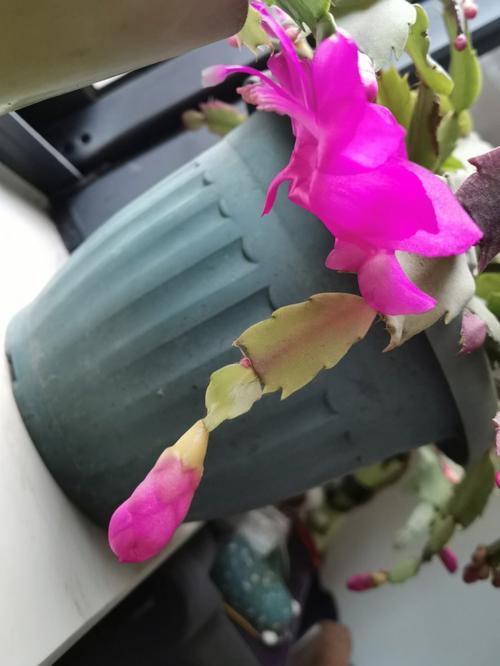 测试你的美何时绽放?