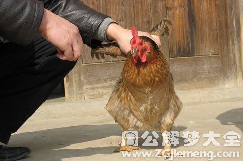 梦见抓住鸡