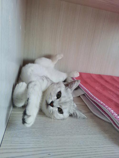 梦见麻猫 梦见麻猫好不好