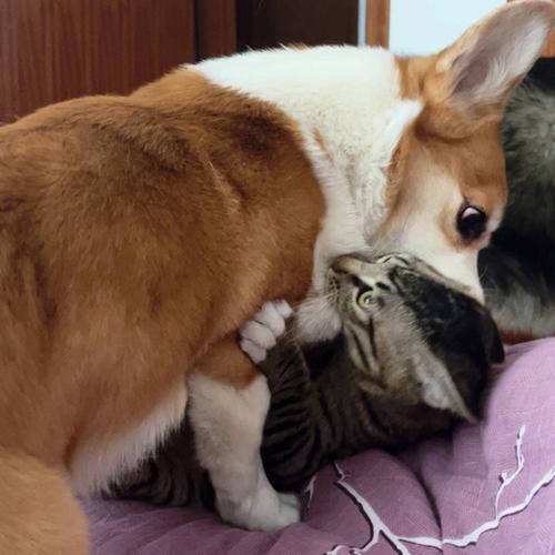 梦见亲手掐死猫和狗