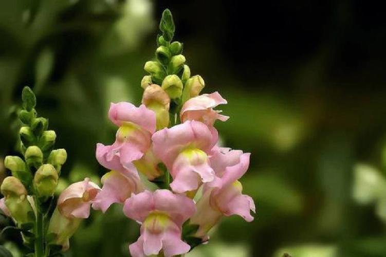 7月10日生日花语:金鱼草