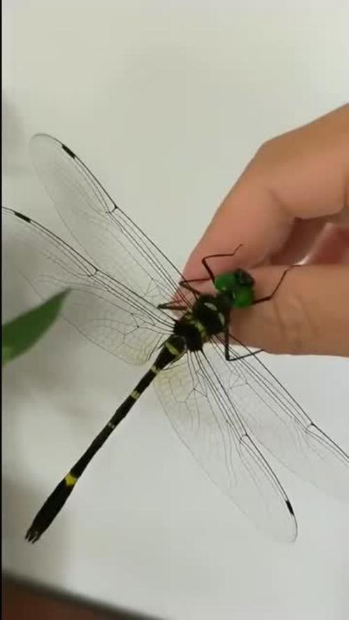 梦见被蜻蜓咬是什么意思