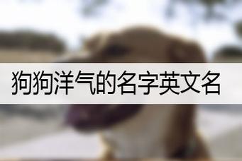 洋气宠物名字大全萌英文高端大气