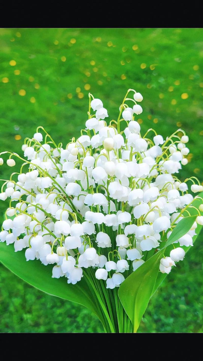 铃兰花的花语是什么,人格高尚/幸福归来