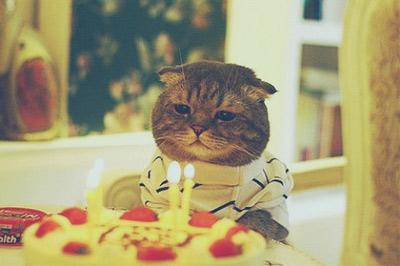 摩羯座猫咪:绅士猫