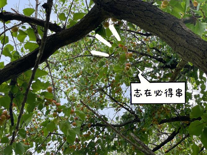 梦见很多杏子
