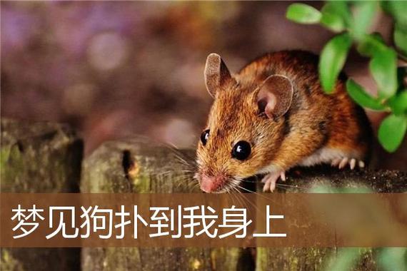 梦见大狗扑过来
