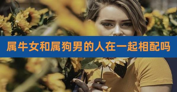 属牛的人与属狗的人配吗?
