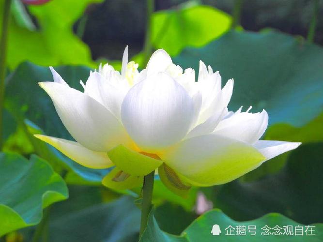 梦见荷花周公解梦,梦见荷花是什么意思?
