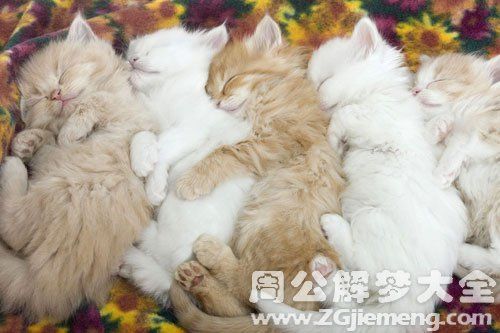 梦见很多猫崽