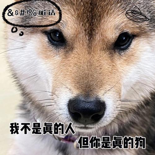 生肖狗撩人的惯用手段