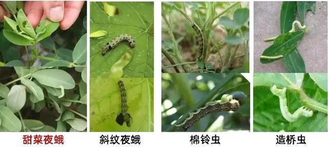 梦见青虫周公解梦,梦见青虫是什么意思?