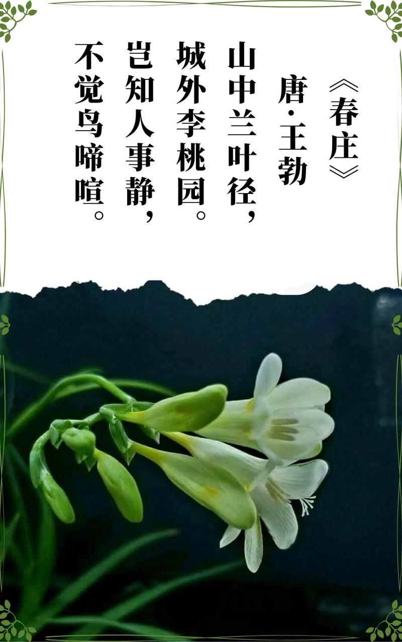 兰花花语:解读兰花的象征意义
