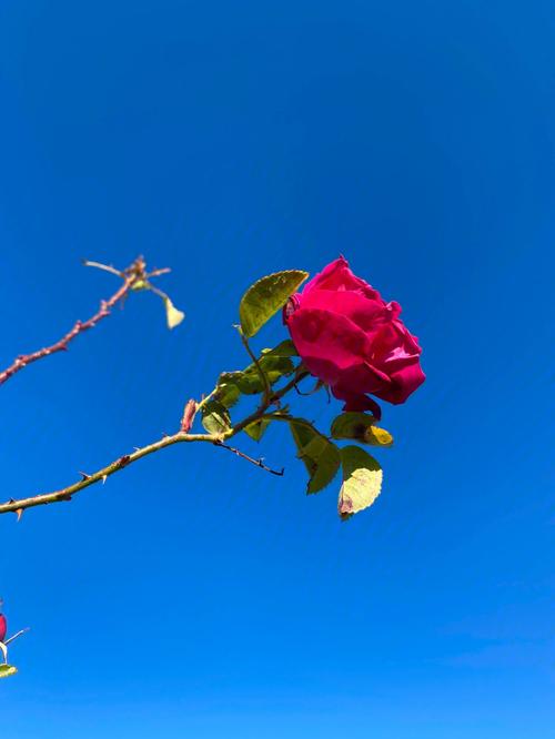 梦见一朵红花