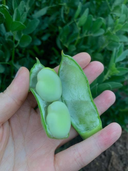 梦见蚕豆成熟了