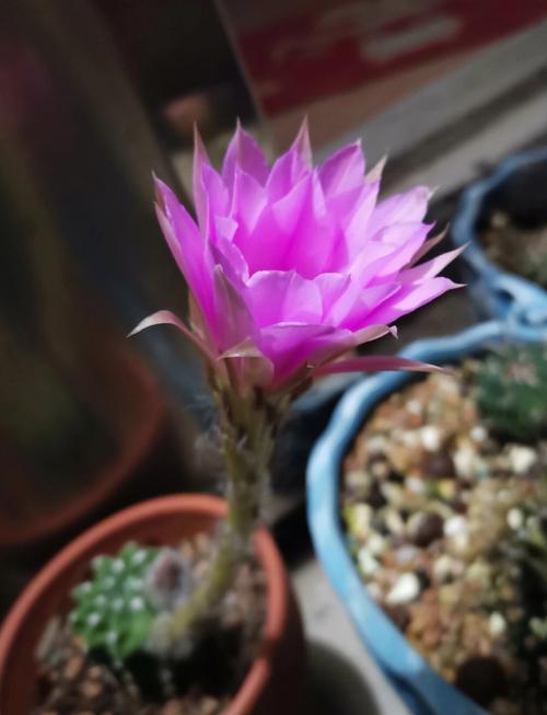 铜锤草的花语:华丽邂逅、短暂的美丽