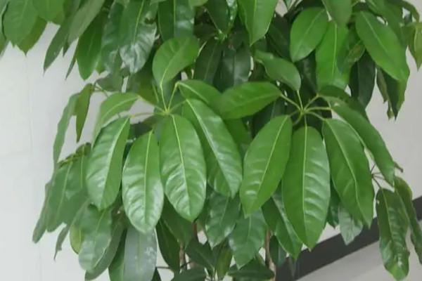 公司风水摆放植物什么最好？哪些植物利于招财？
