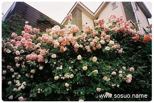 梦见花棚有花 周公解梦之梦到花棚有花