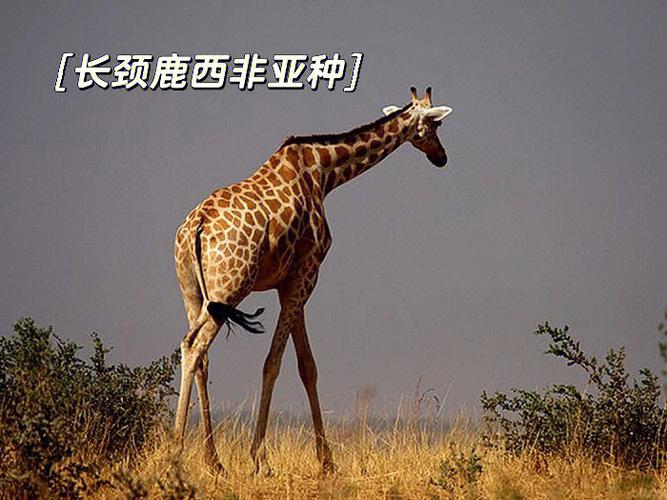 梦到长颈鹿是什么意思