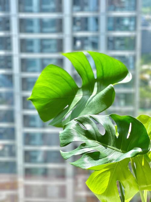 卧室里最好、最健康、最茂盛的植物是什么