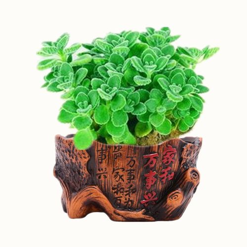属猪招财植物有哪些