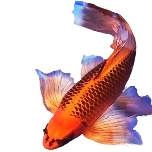 锦鲤风水解说