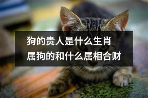 2021年属狗适合和什么生肖做夫妻
